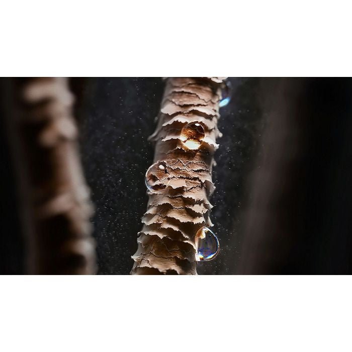 Dyson HT01 AIRSTRAIT SAKURA CHERRY + PINK Straightener Sakura Cherry + Case | TBM Online